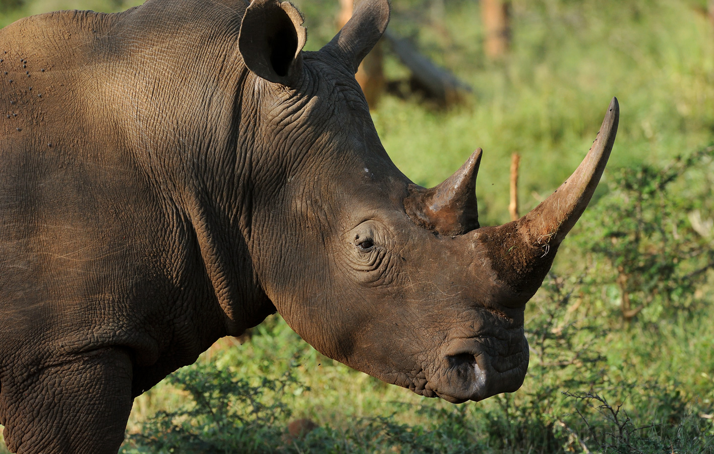 Ceratotherium simum simum [340 mm, 1/1000 sec at f / 8.0, ISO 1600]